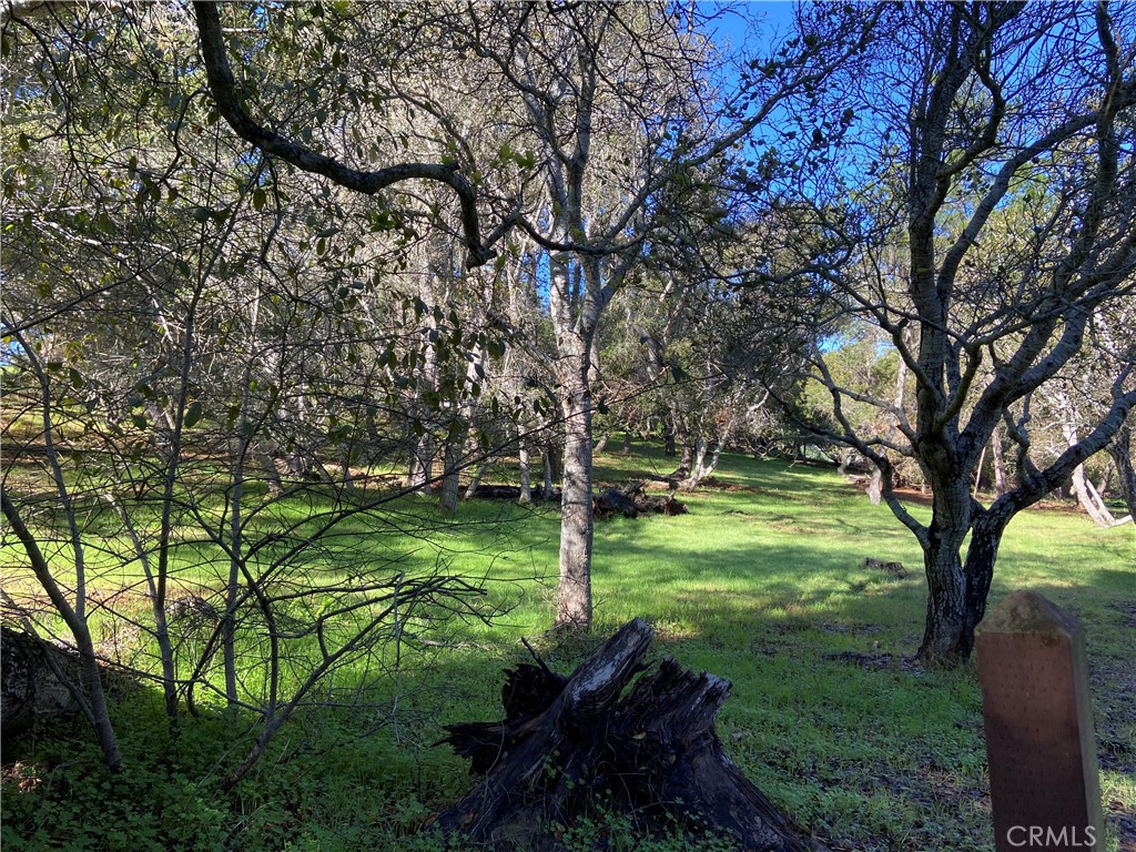0 Kenneth Drive Cambria, CA 93428 - Photo 17 of 20 a backyard of a house with lots of green space