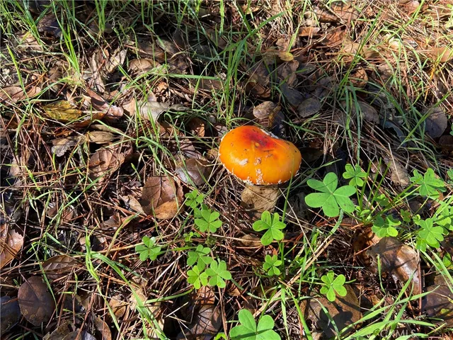 $49,000 | 0 Kenneth Drive, Cambria, CA 93428