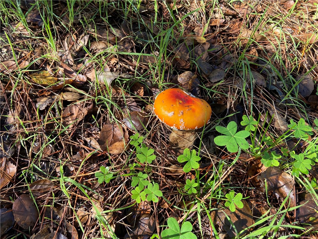 0 Kenneth Drive Cambria, CA 93428 - Photo 20 of 20 a view of a tree