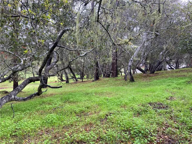 a view of a garden with a tree