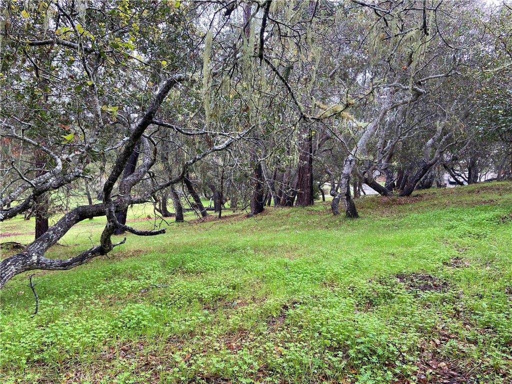 0 Kenneth Drive Cambria, CA 93428 - Photo 5 of 20 a view of a backyard with large trees