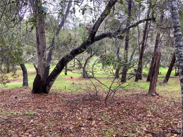 a view of yard with tree