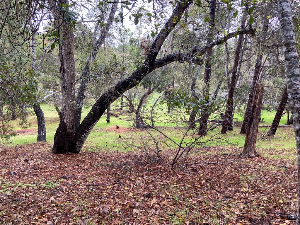 0 Kenneth Drive Cambria, CA 93428 - Photo 7 of 20 a view of a yard