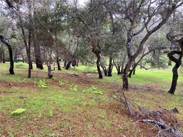 a view of yard with trees