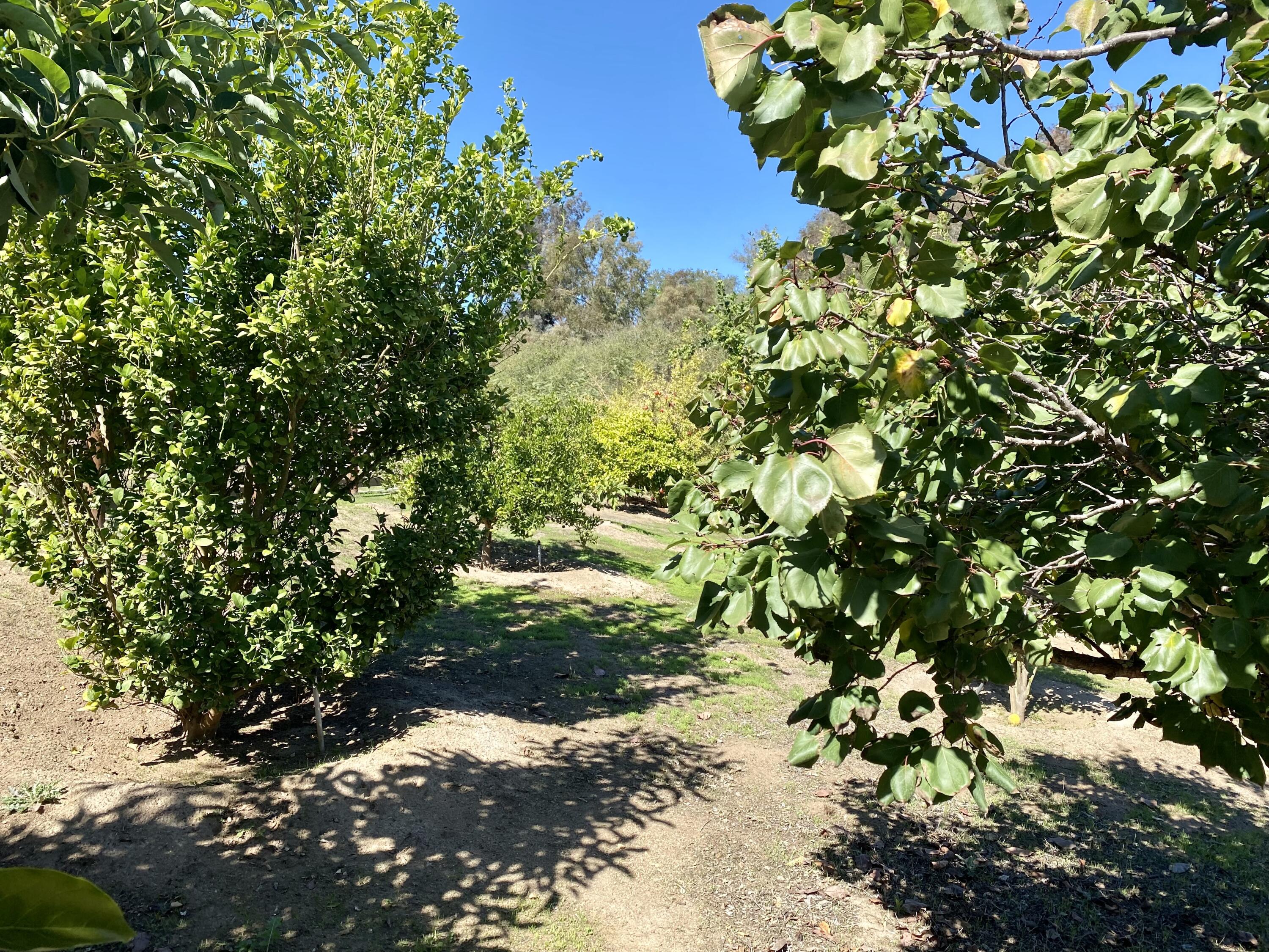 3705 La Canada Road Fallbrook, CA 92028 - Photo 14 of 68 026E5618-D89D-4603-874A-AA990882C1C0