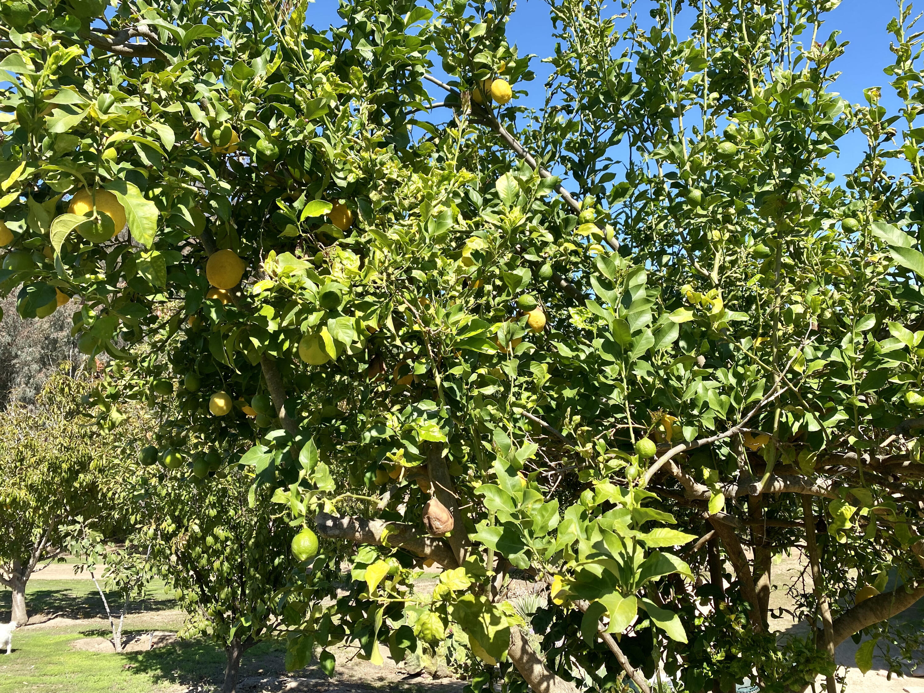 3705 La Canada Road Fallbrook, CA 92028 - Photo 34 of 68 a view of a tree