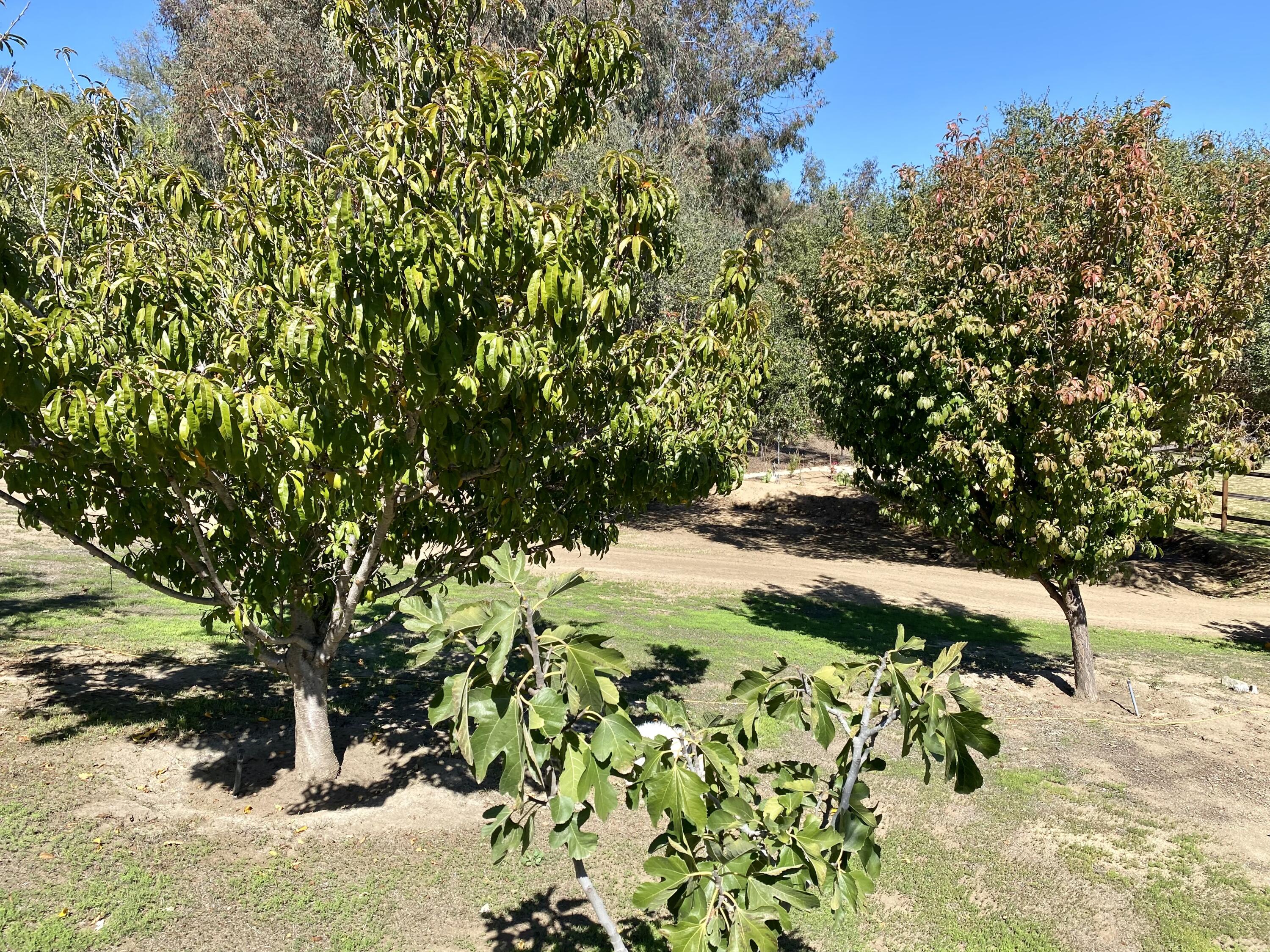 3705 La Canada Road Fallbrook, CA 92028 - Photo 40 of 68 8AB395BE-5B4F-4B39-9DE3-66FBB766CFCD