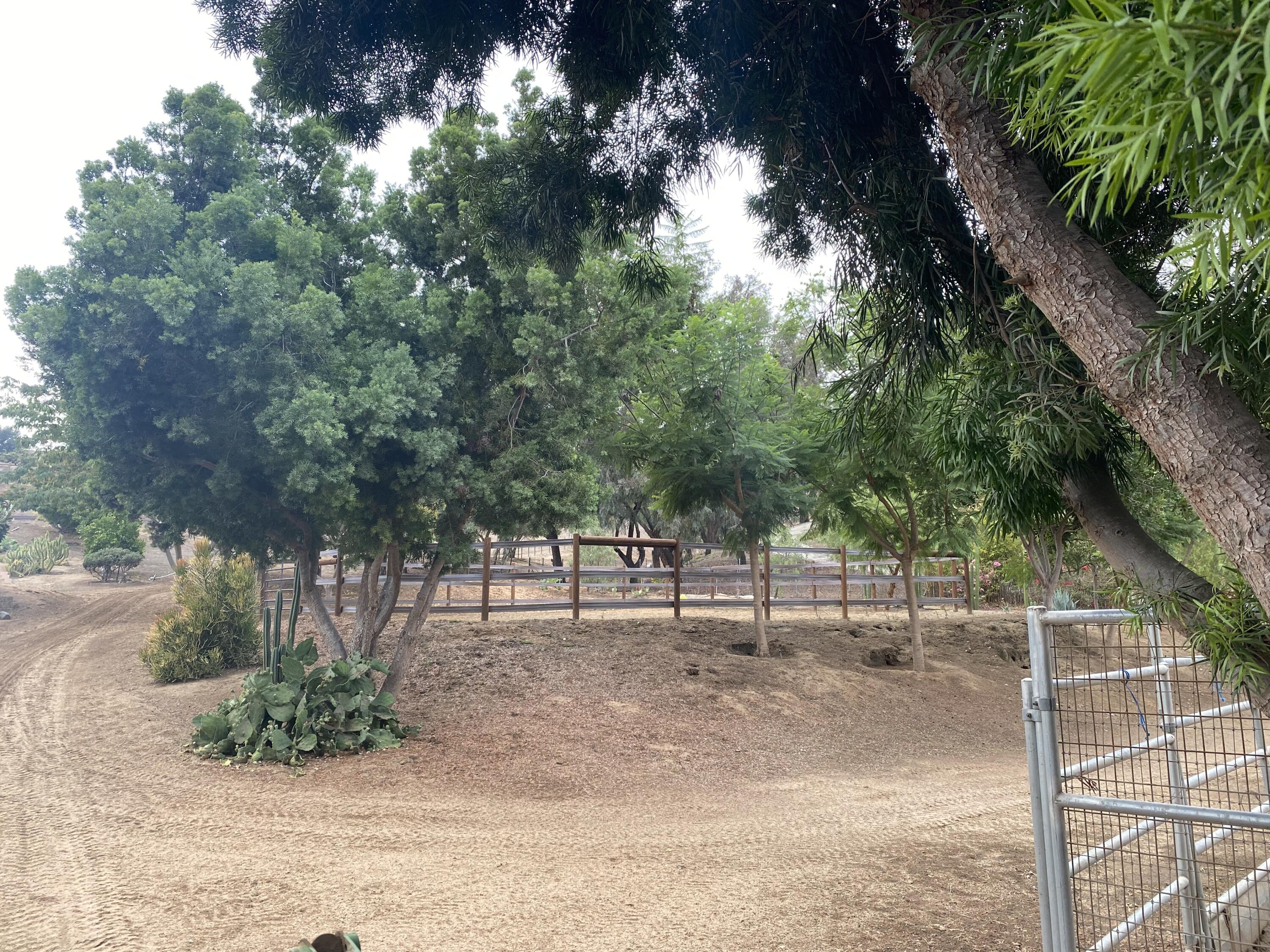 3705 La Canada Road Fallbrook, CA 92028 - Photo 64 of 68 a view of a yard with plants and trees