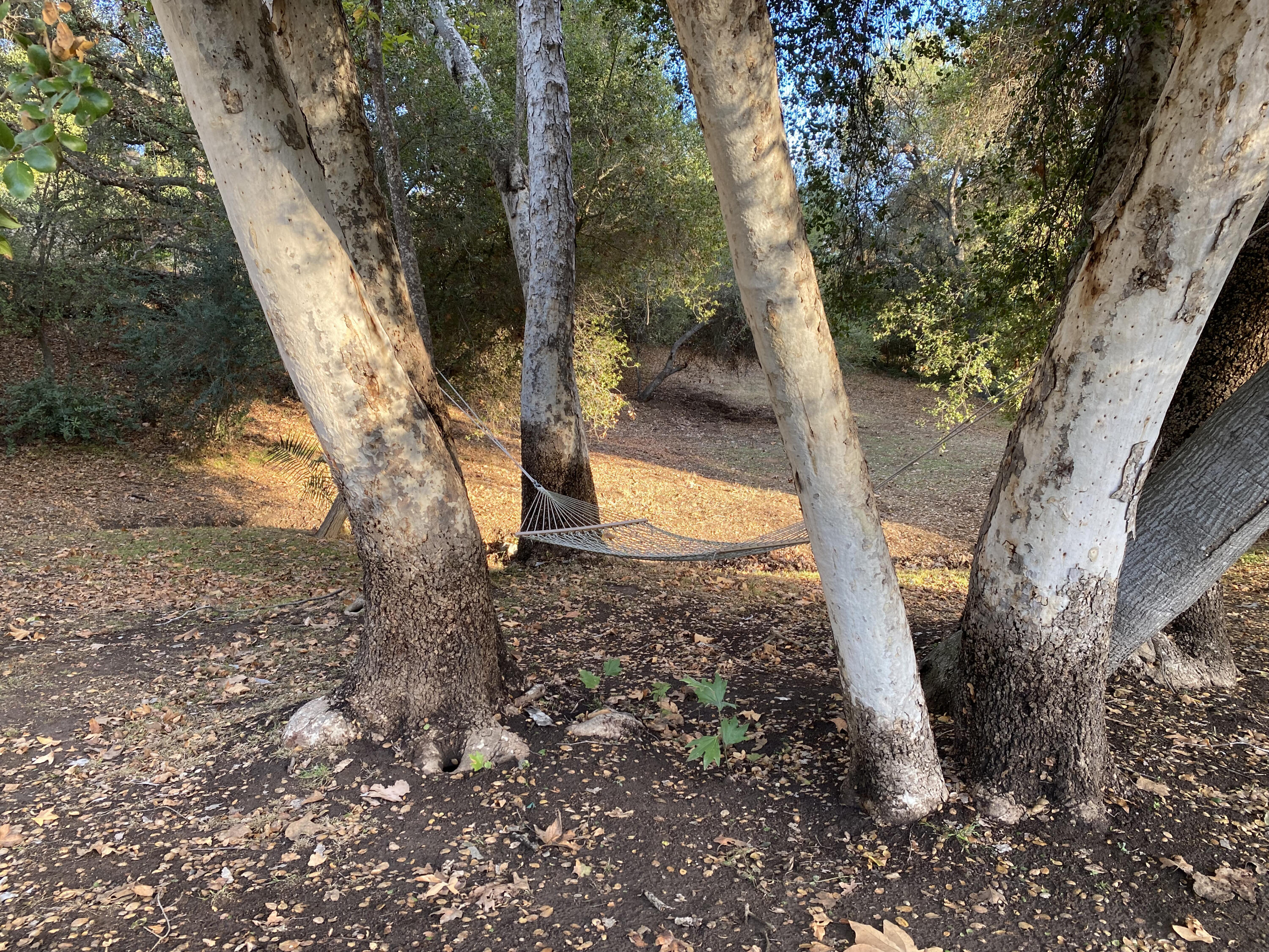 3705 La Canada Road Fallbrook, CA 92028 - Photo 9 of 68 a view of a yard with plants and trees