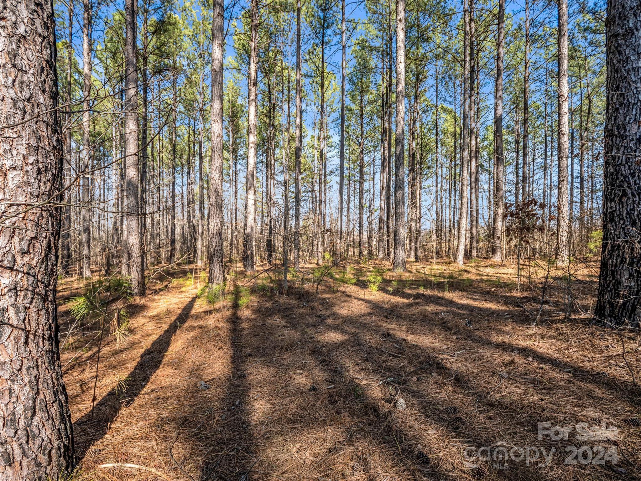 0 Chesnee Road Rutherfordton, NC 28139 - Photo 19 of 42 a view of backyard with tub and trees