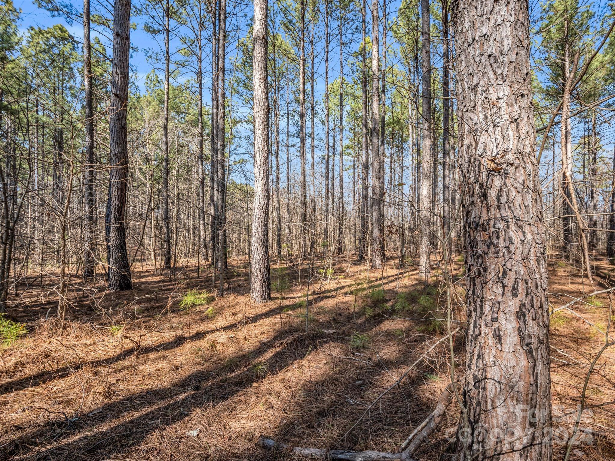 0 Chesnee Road Rutherfordton, NC 28139 - Photo 20 of 42 a backyard of a house with a large tree