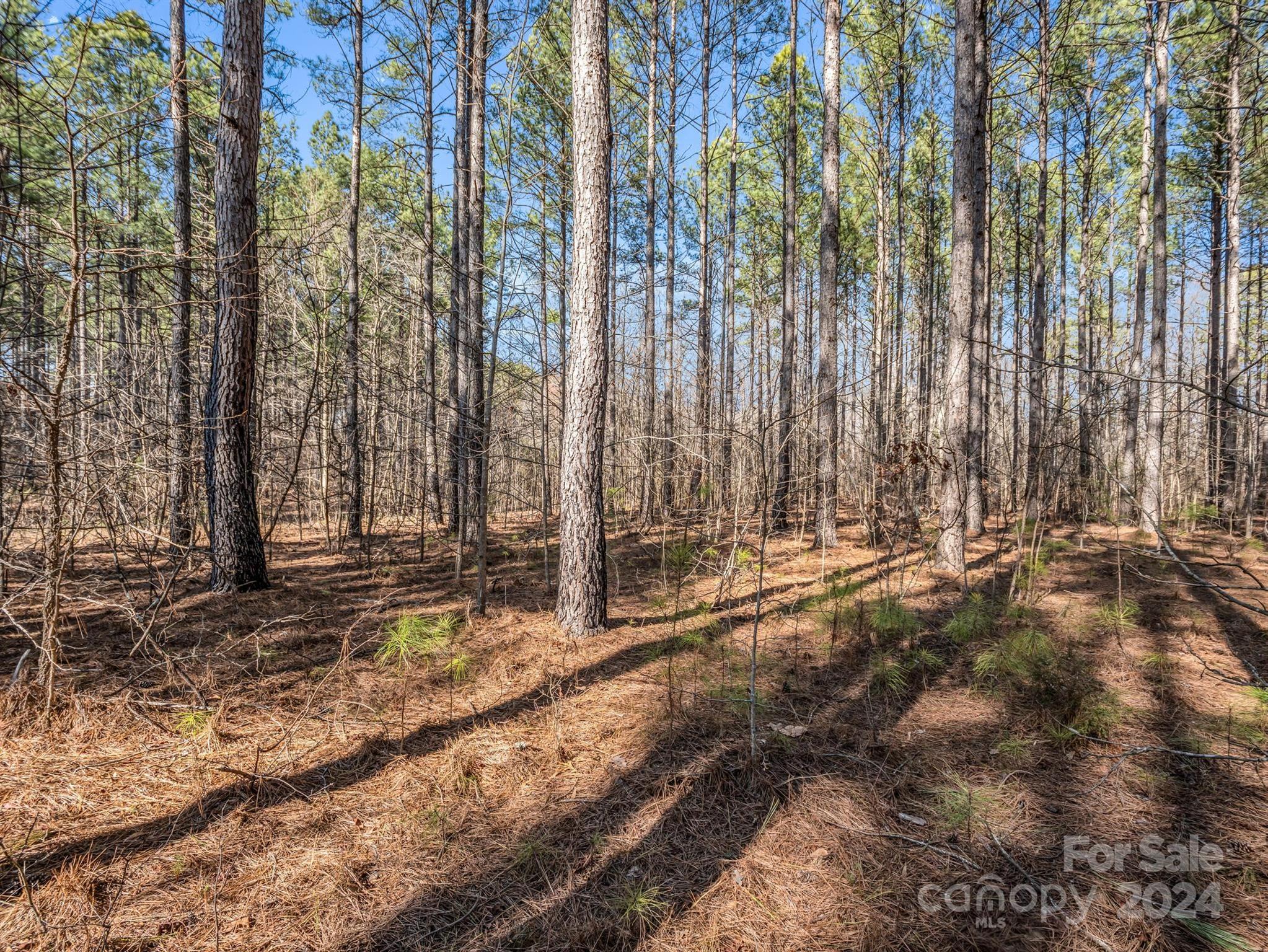 0 Chesnee Road Rutherfordton, NC 28139 - Photo 21 of 42 a view of a backyard with trees