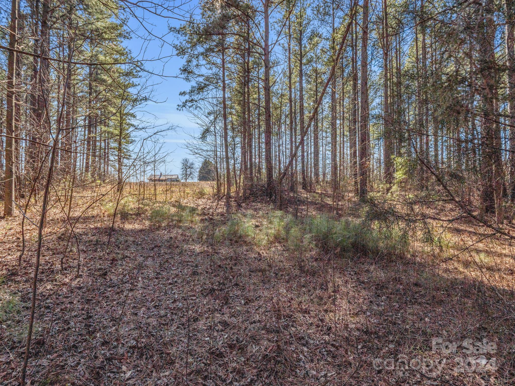 0 Chesnee Road Rutherfordton, NC 28139 - Photo 22 of 42 a view of backyard and tree
