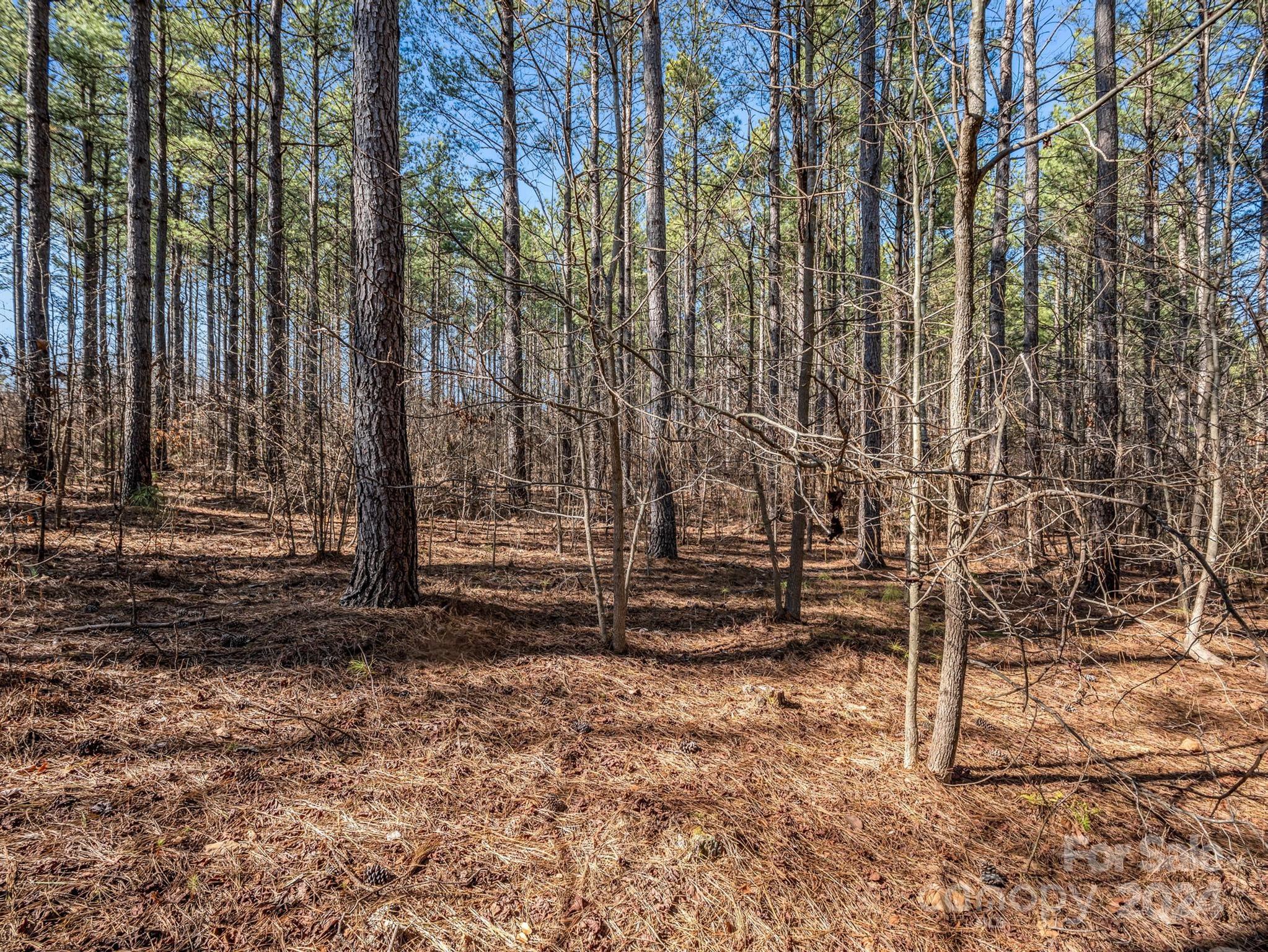 0 Chesnee Road Rutherfordton, NC 28139 - Photo 25 of 42 a view of park with large trees