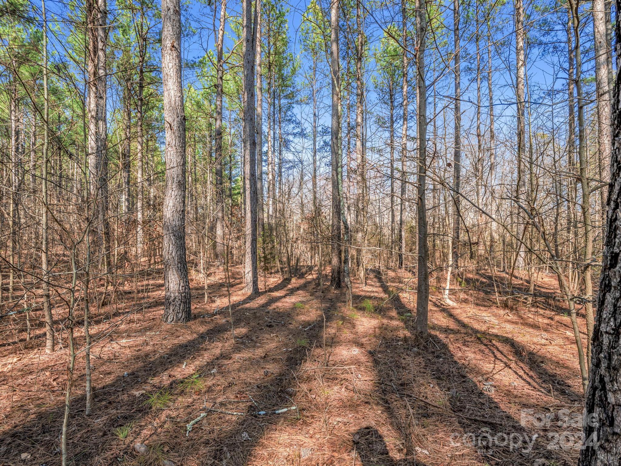 0 Chesnee Road Rutherfordton, NC 28139 - Photo 26 of 42 a view of natural light