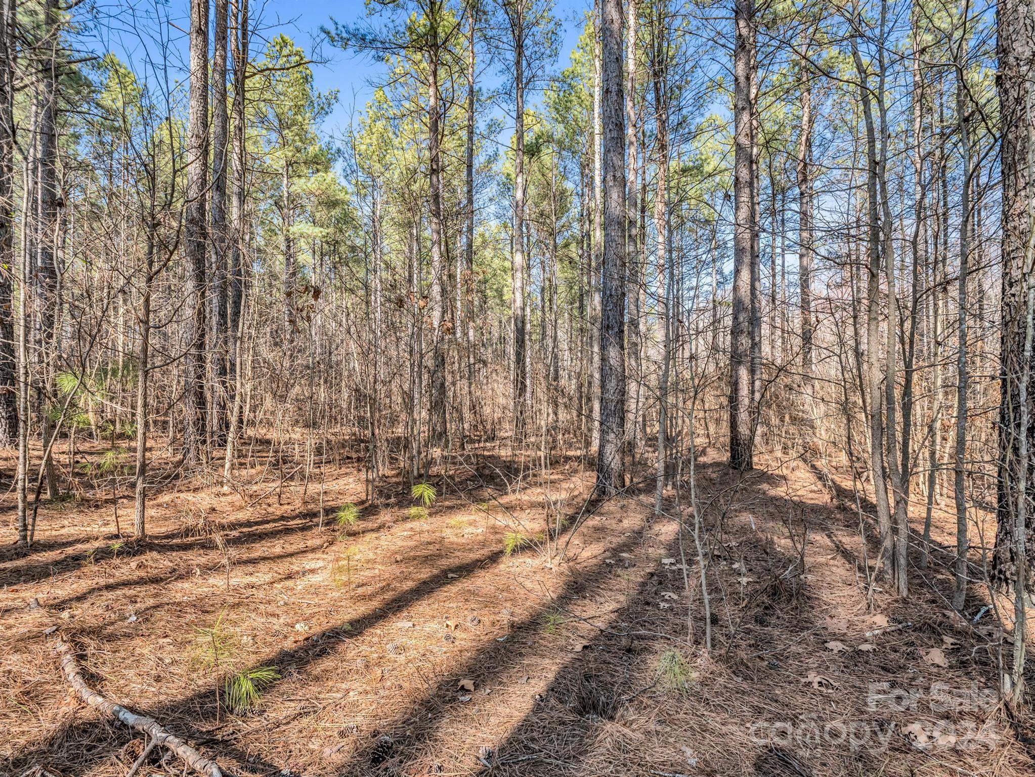 0 Chesnee Road Rutherfordton, NC 28139 - Photo 27 of 42 a view of yard