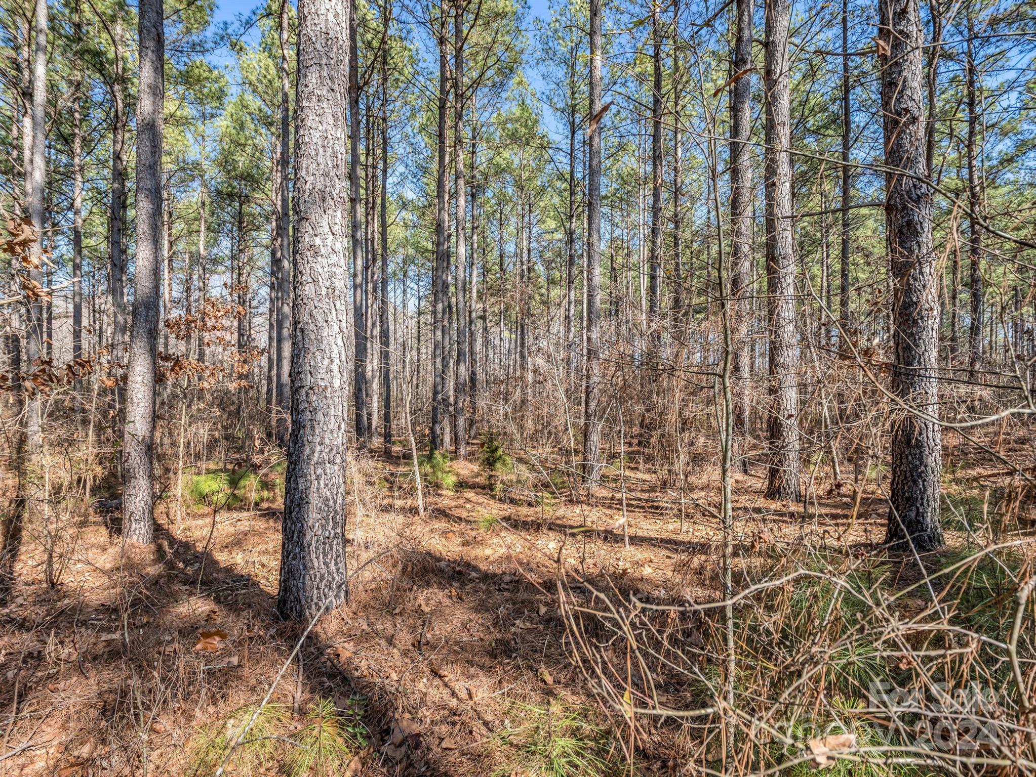 0 Chesnee Road Rutherfordton, NC 28139 - Photo 29 of 42 a view of forest