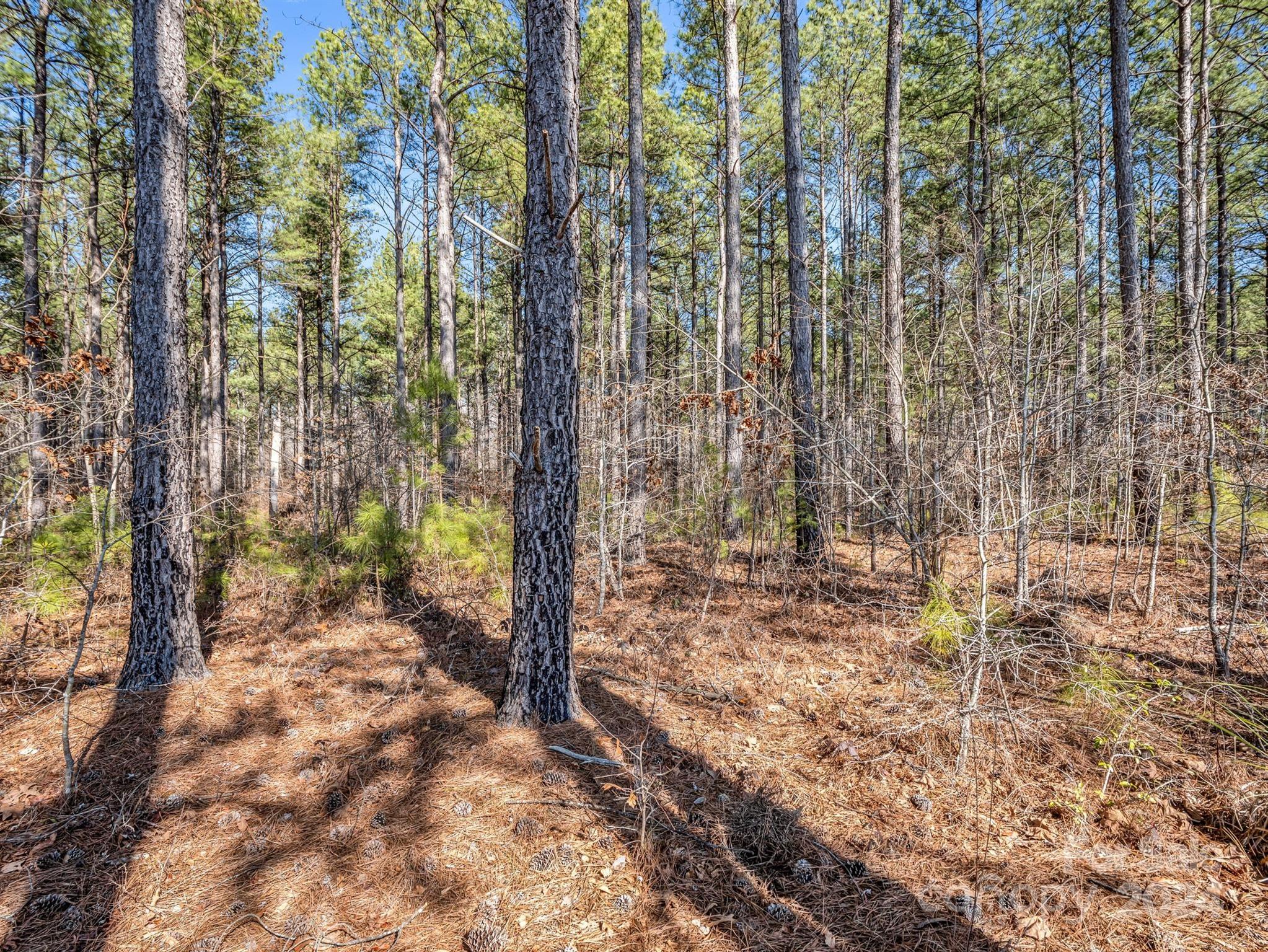 0 Chesnee Road Rutherfordton, NC 28139 - Photo 30 of 42 a view of a yard with trees
