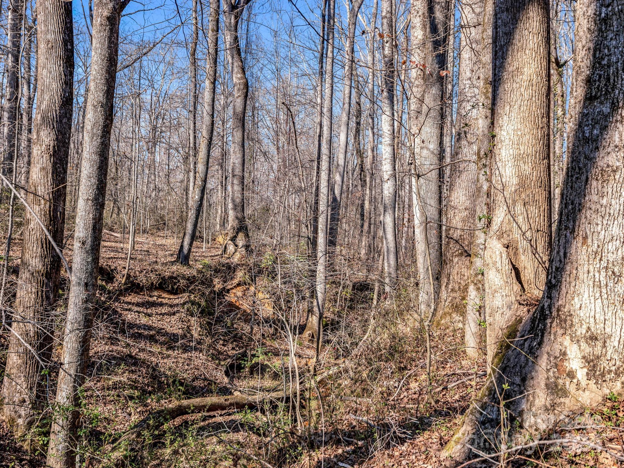 0 Chesnee Road Rutherfordton, NC 28139 - Photo 33 of 42 a view of a yard with trees