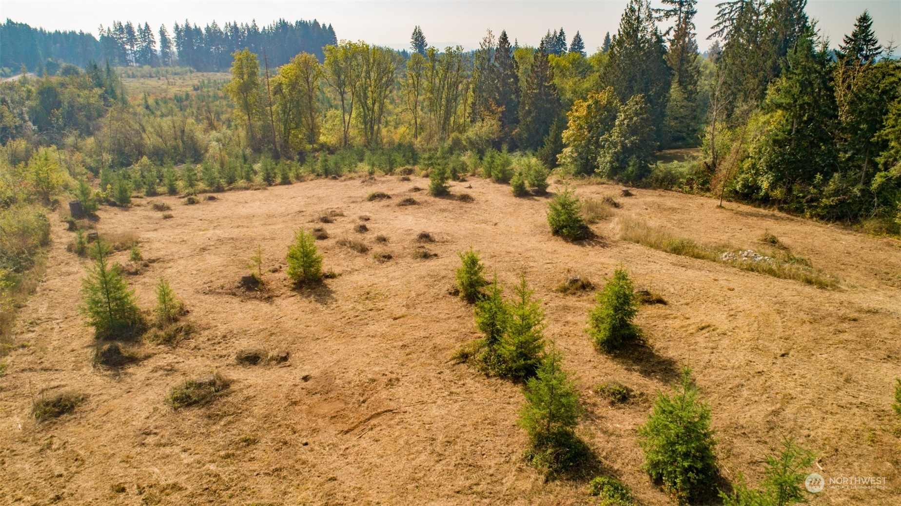 690 Nevil Road Winlock, WA 98596 - Photo 5 of 11 a view of a dry yard with trees