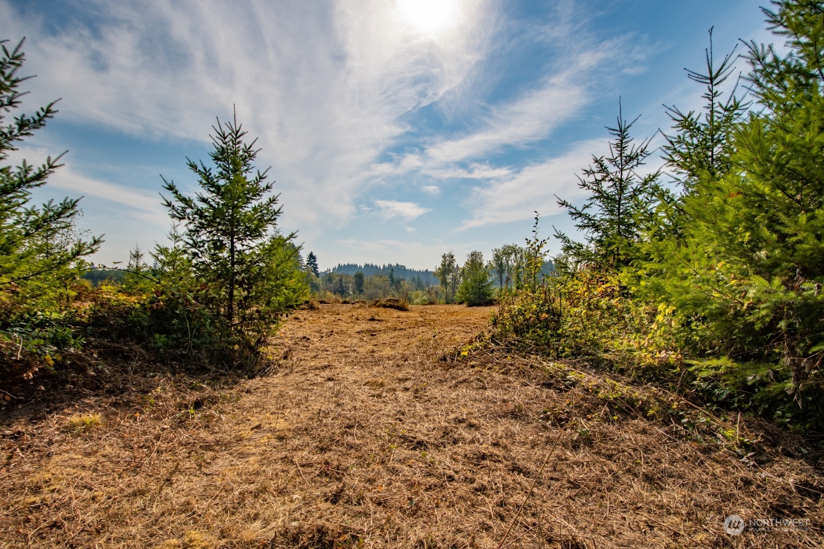 690 Nevil Road Winlock, WA 98596 - Photo 8 of 11 a view of a yard with plants and trees
