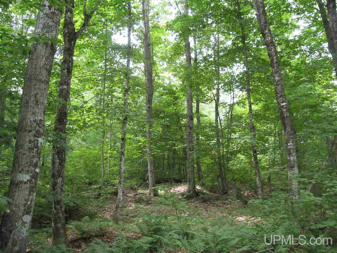 0 Rhody Cr, Unit CARTER LAKE RDP Seney, MI 49883 - Photo 12 of 36