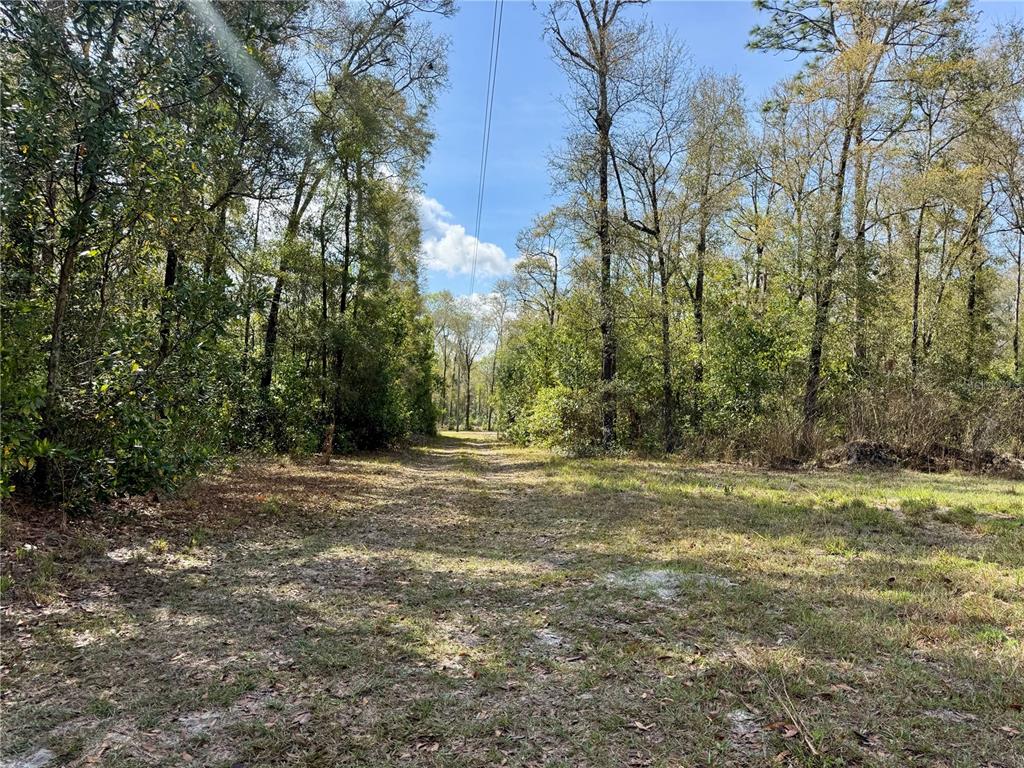 4317 284th Street Branford, FL 32008 - Photo 15 of 45 a view of a yard with trees
