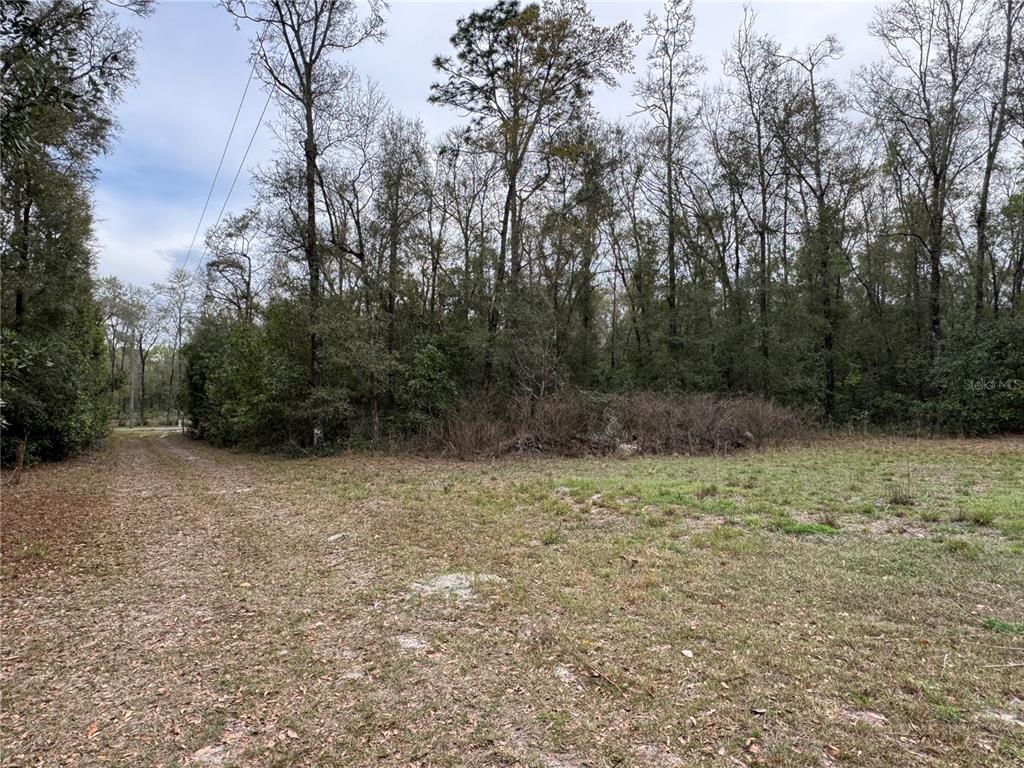 4317 284th Street Branford, FL 32008 - Photo 16 of 45 a view of a yard