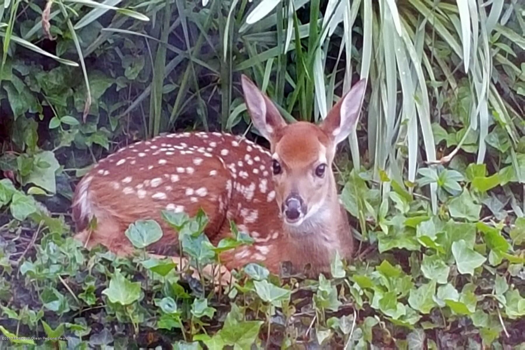 150 Portland Road Highlands, NJ 07732 - Photo 74 of 83 Little Visitor