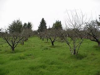 9696 Cherry Ridge Road Sebastopol, CA 95472 - Photo 5 of 5 a view of yard with trees
