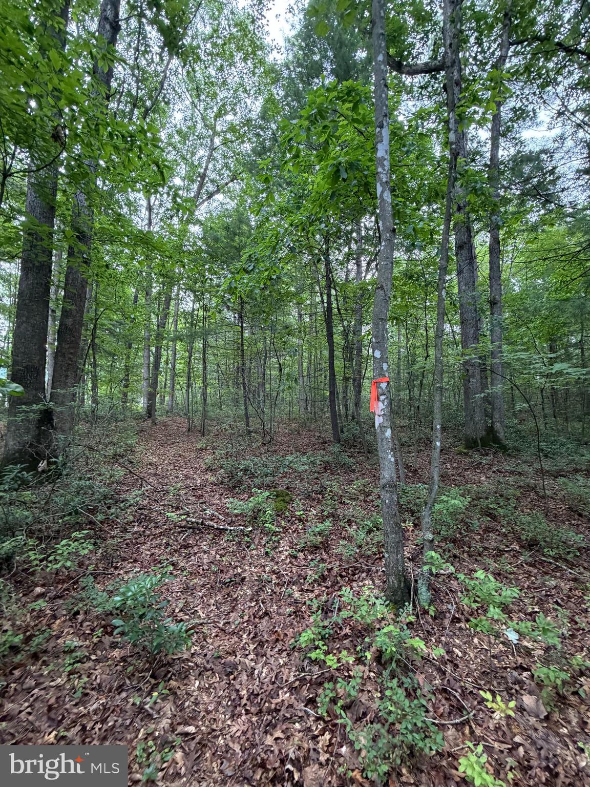 Lot 8-2ac Lot 8-2ac Grizzly Road Mathias, WV 26812 - Photo 11 of 18