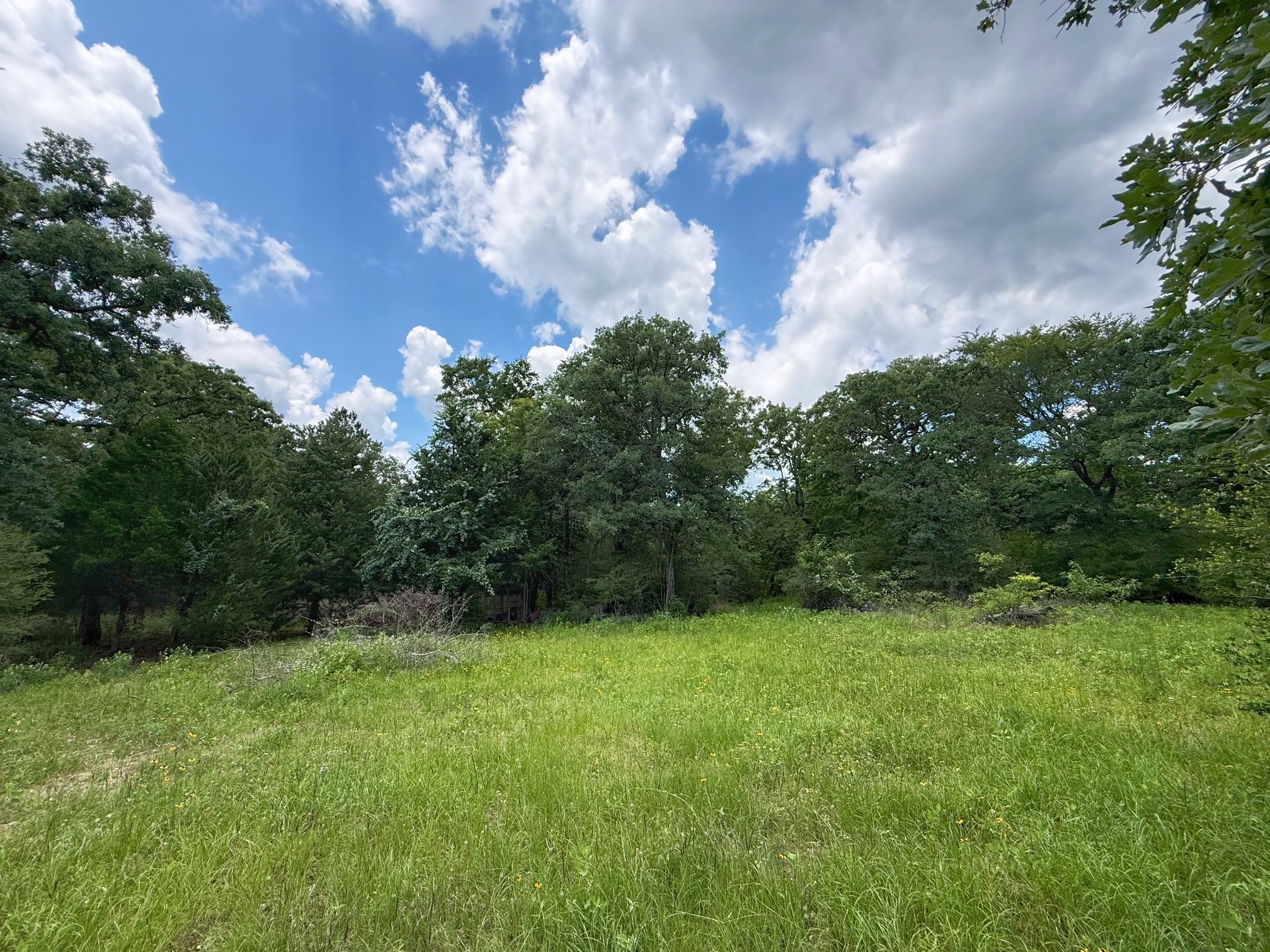 1491 County Road 1464 Centerville, TX 75833 - Photo 8 of 19 a view of a green yard