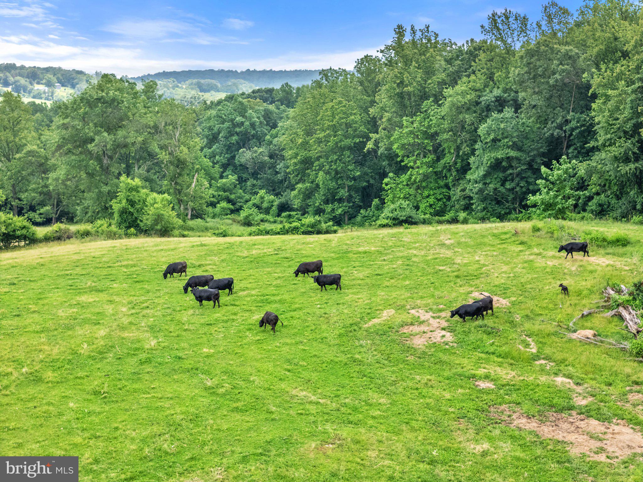 10674 Ada Road Marshall, VA 20115 - Photo 26 of 35 a view of a lush green forest
