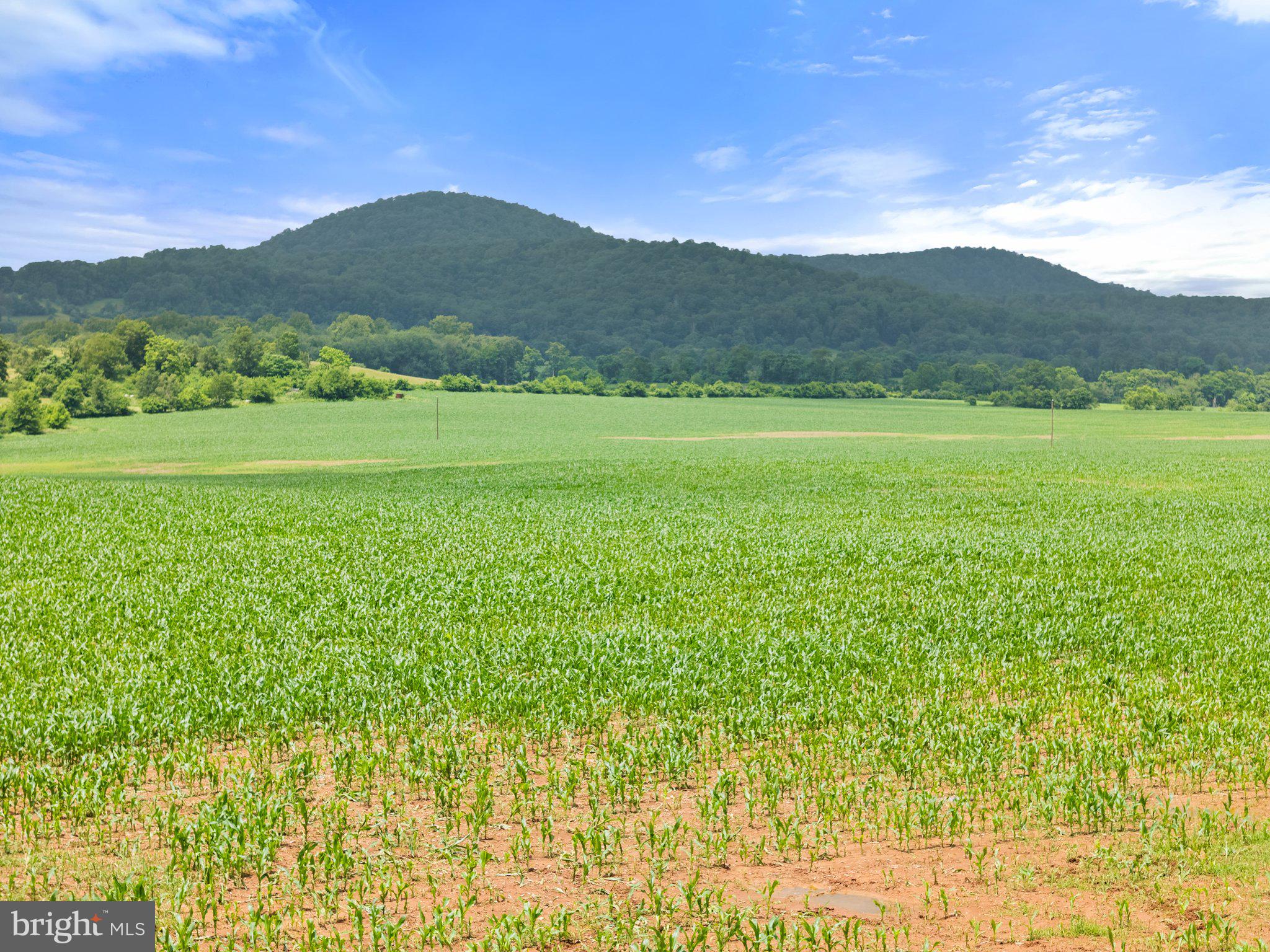 10674 Ada Road Marshall, VA 20115 - Photo 9 of 35 a view of a mountain range with lush green forest