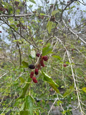 a view of a lush green yard