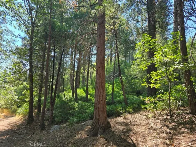 a view of outdoor space and trees