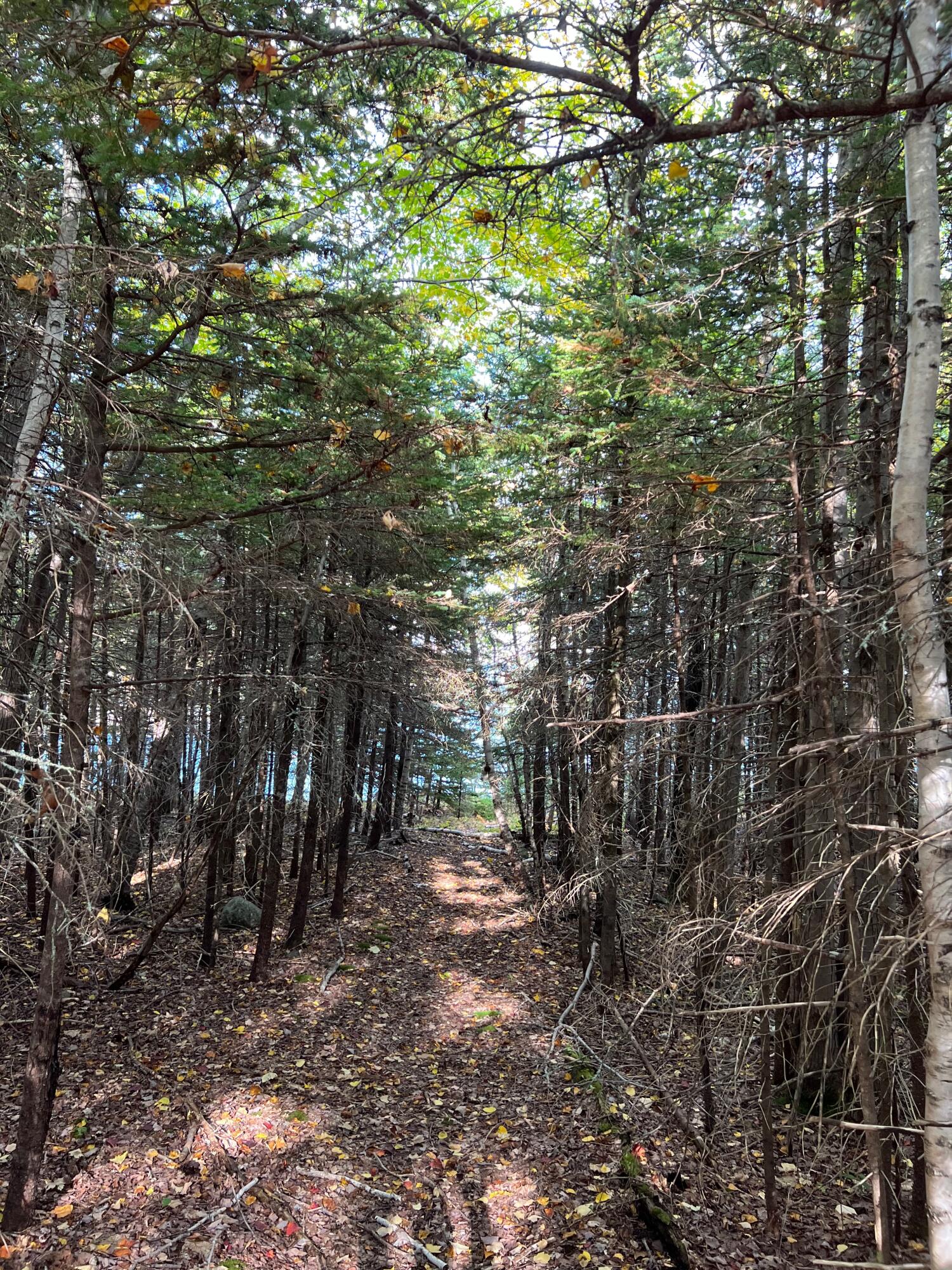 472 Schooner Head Road Bar Harbor, ME 04609 - Photo 104 of 111 trail 2
