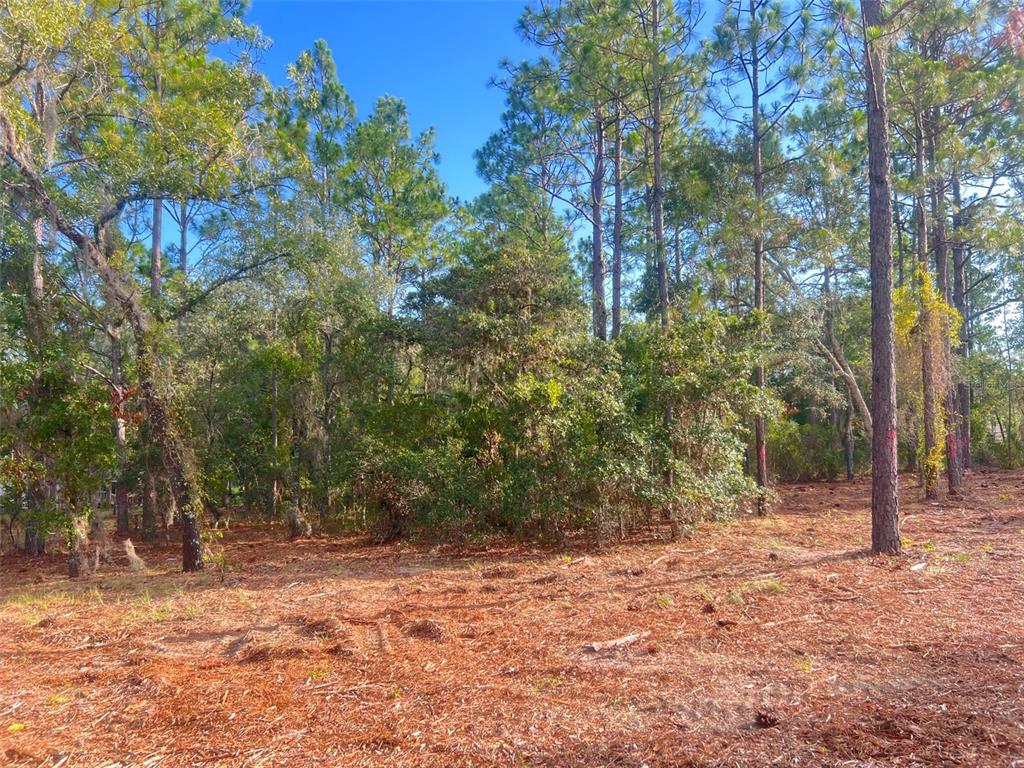 Levy Street Williston, FL 32696 - Photo 24 of 26