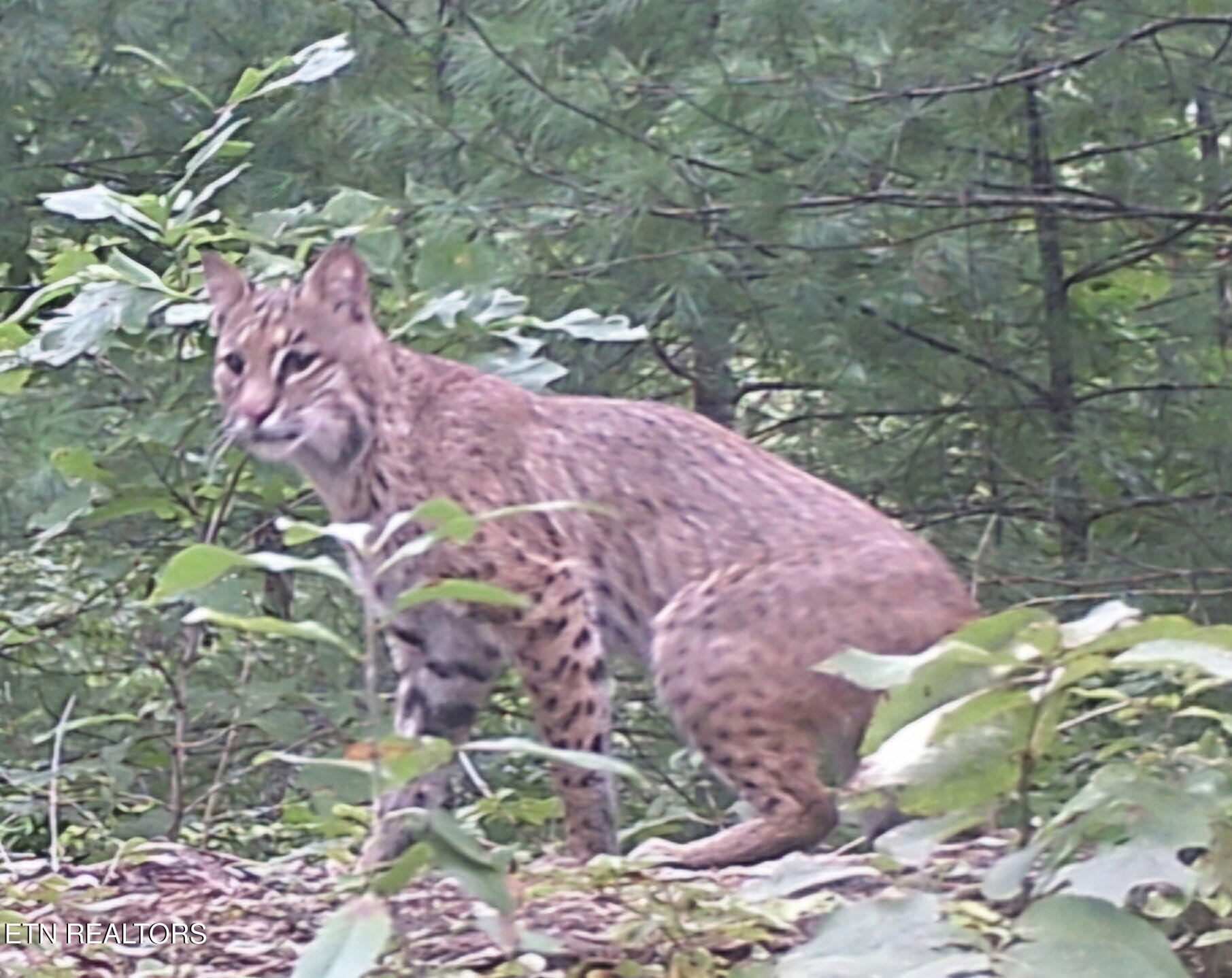 472 Highway 107 Del Rio, TN 37727 - Photo 40 of 45 Screenshot_20240820_175501_Gallery