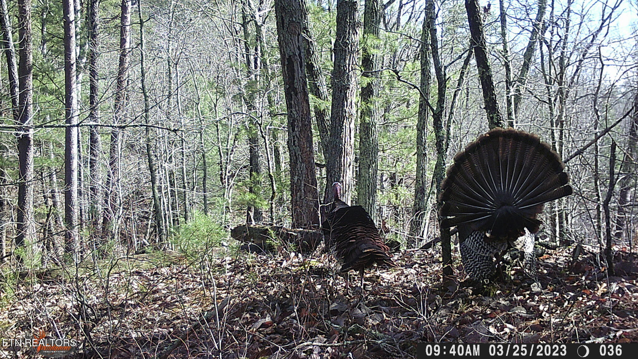 472 Highway 107 Del Rio, TN 37727 - Photo 41 of 45 WGI_0036