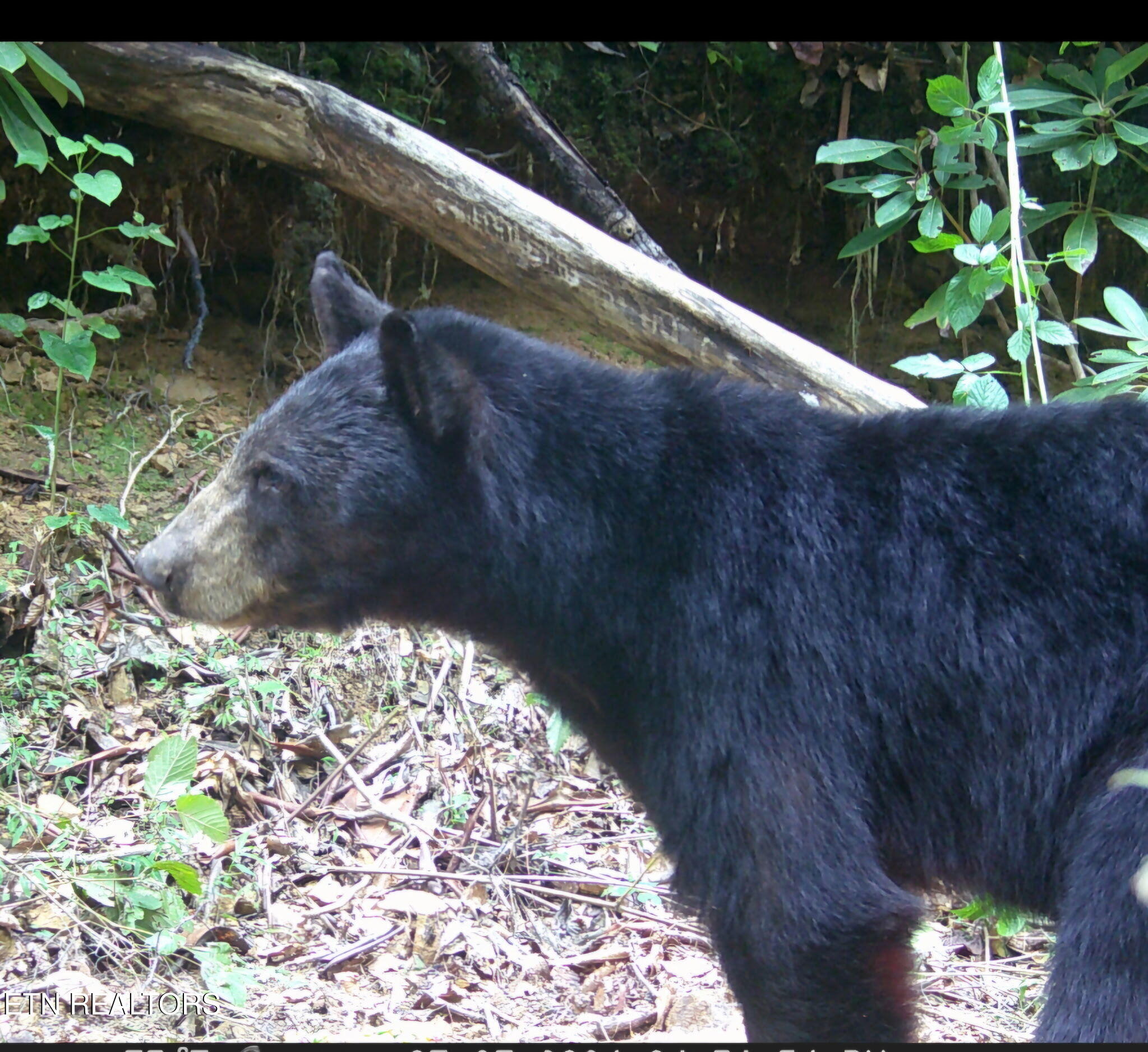 472 Highway 107 Del Rio, TN 37727 - Photo 42 of 45 Screenshot_20241104_201527_Photos