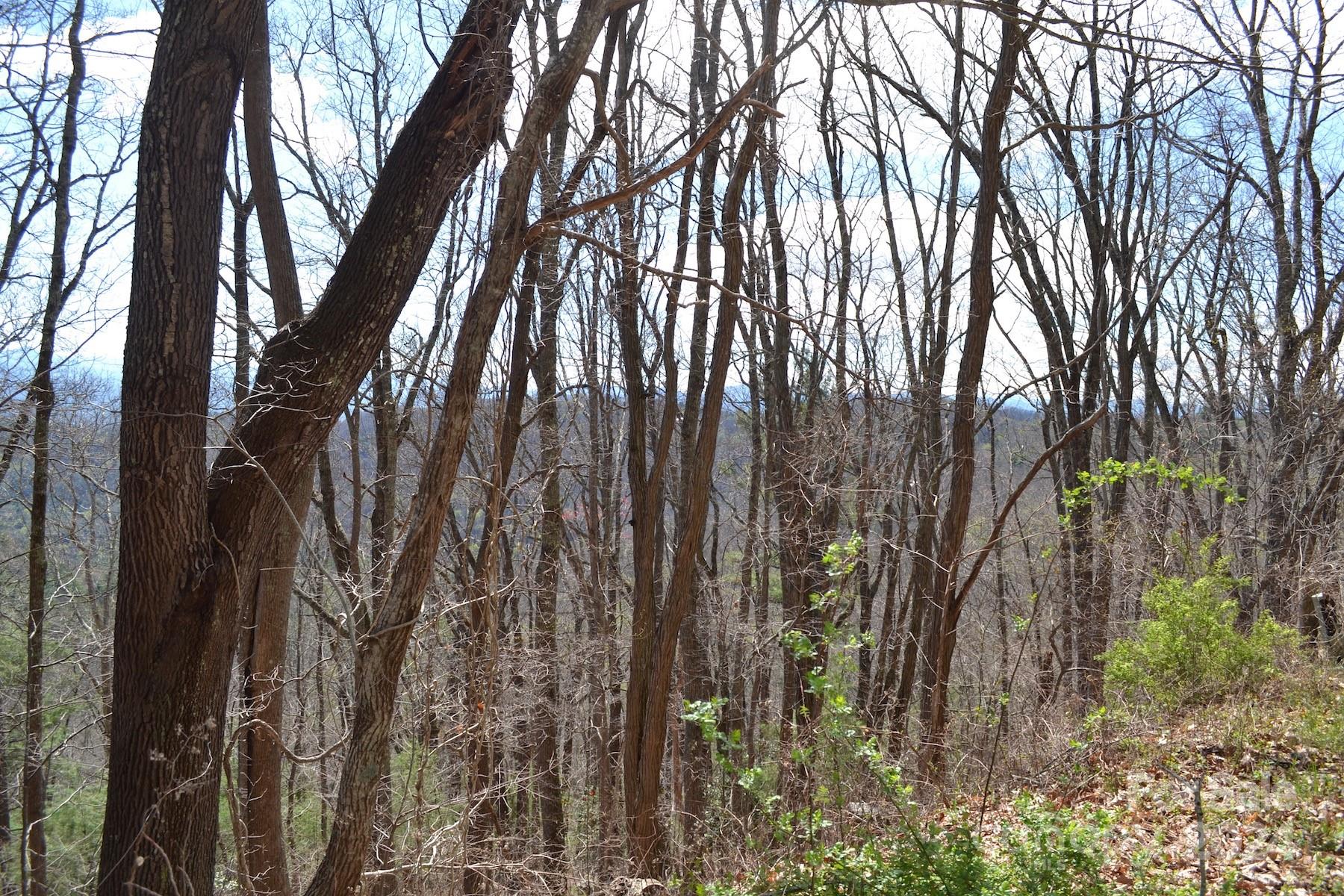 Lot 8 Town Mountain Road Asheville, NC 28804 - Photo 2 of 12 a view of forest