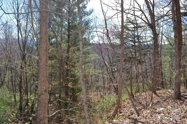 a view of a yard with trees