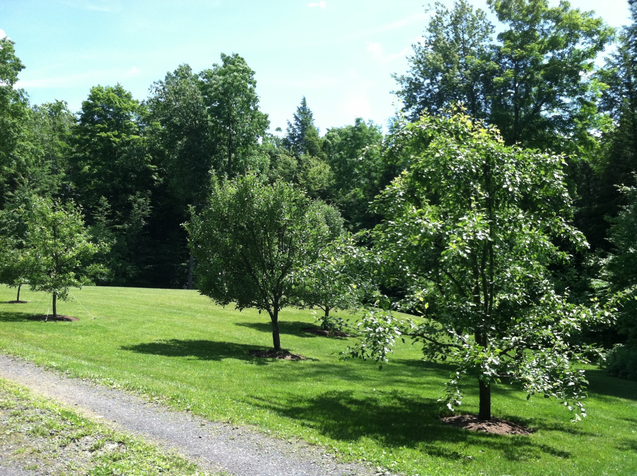 97 Cunningham Hill Road Richmond, MA 01254 - Photo 31 of 33 Fruit Trees along the Driveway
