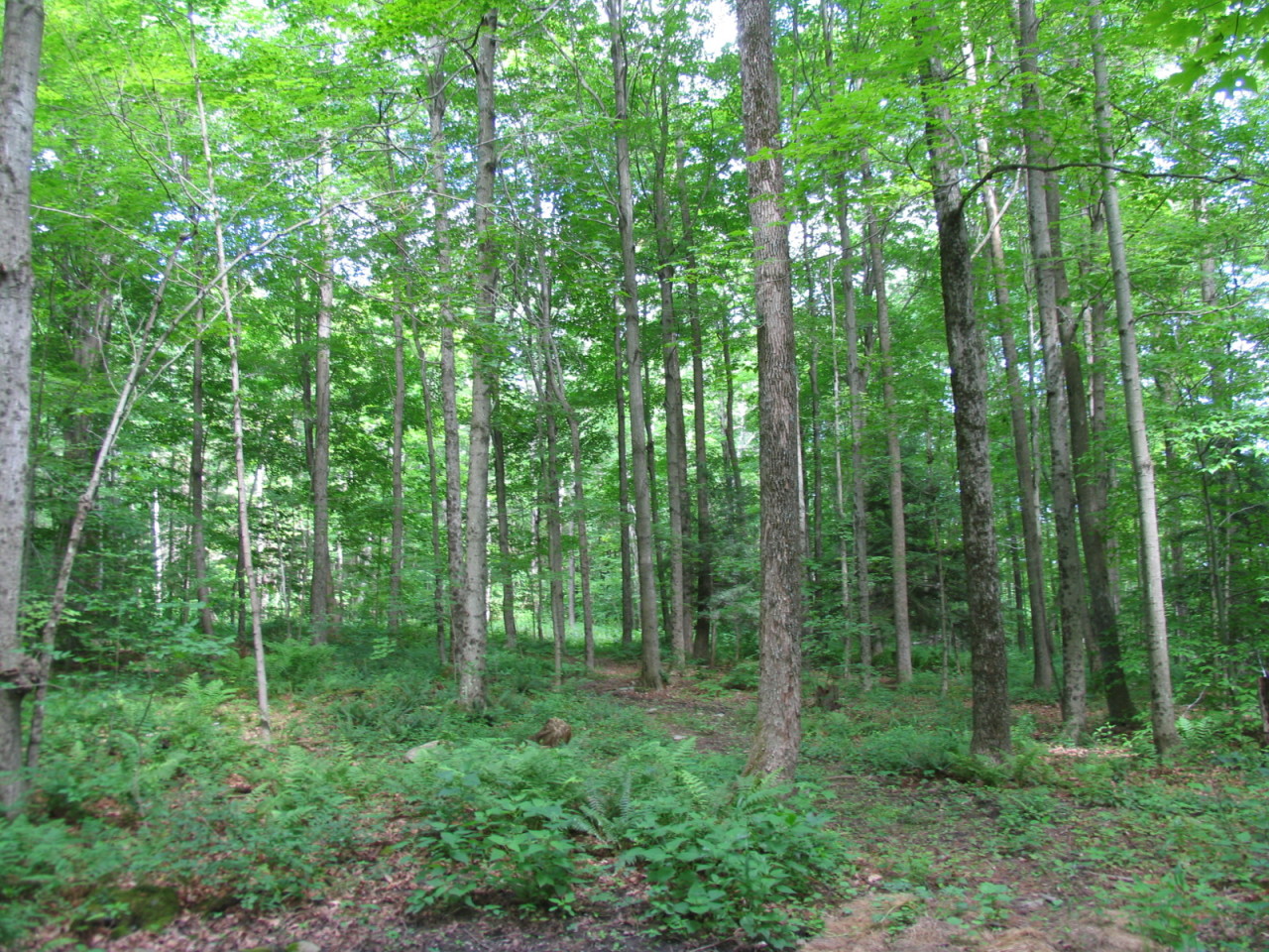 97 Cunningham Hill Road Richmond, MA 01254 - Photo 32 of 33 Lovely Woods to the Back of the Property