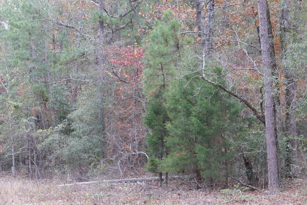 0 Twin Pines Road Keysville, GA 30816 - Photo 8 of 18