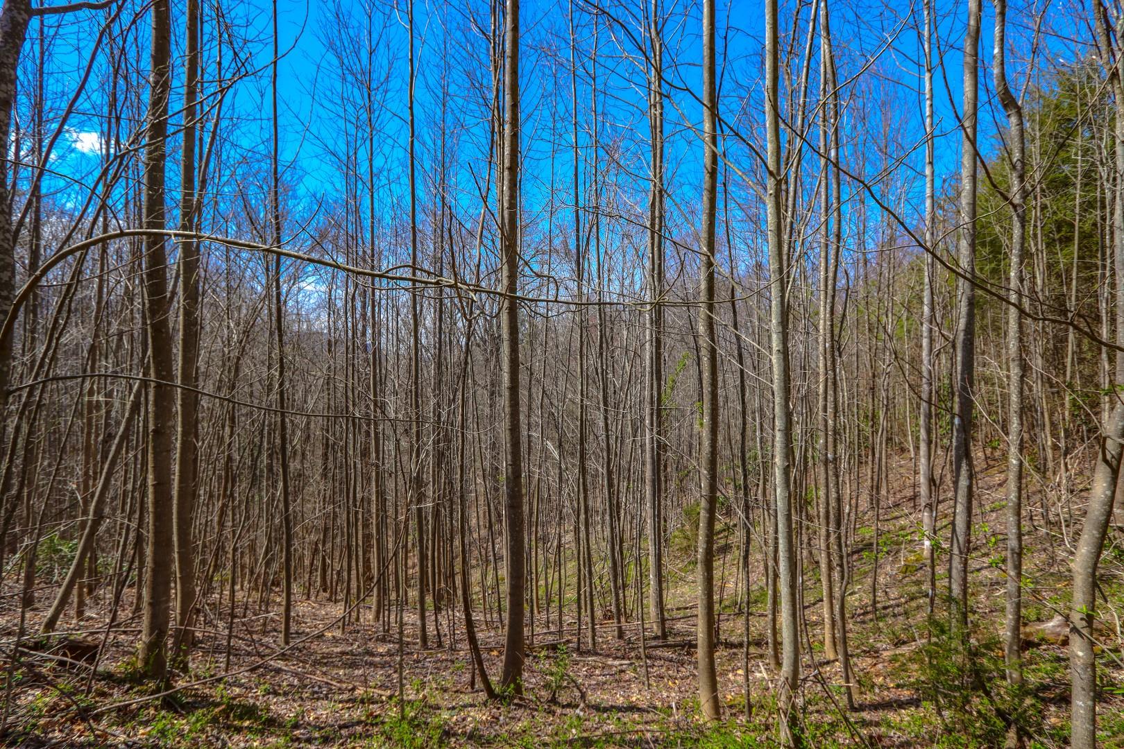 Lot 32 Sonshine Ridge Cosby, TN 37722 - Photo 19 of 24 IMG_0253