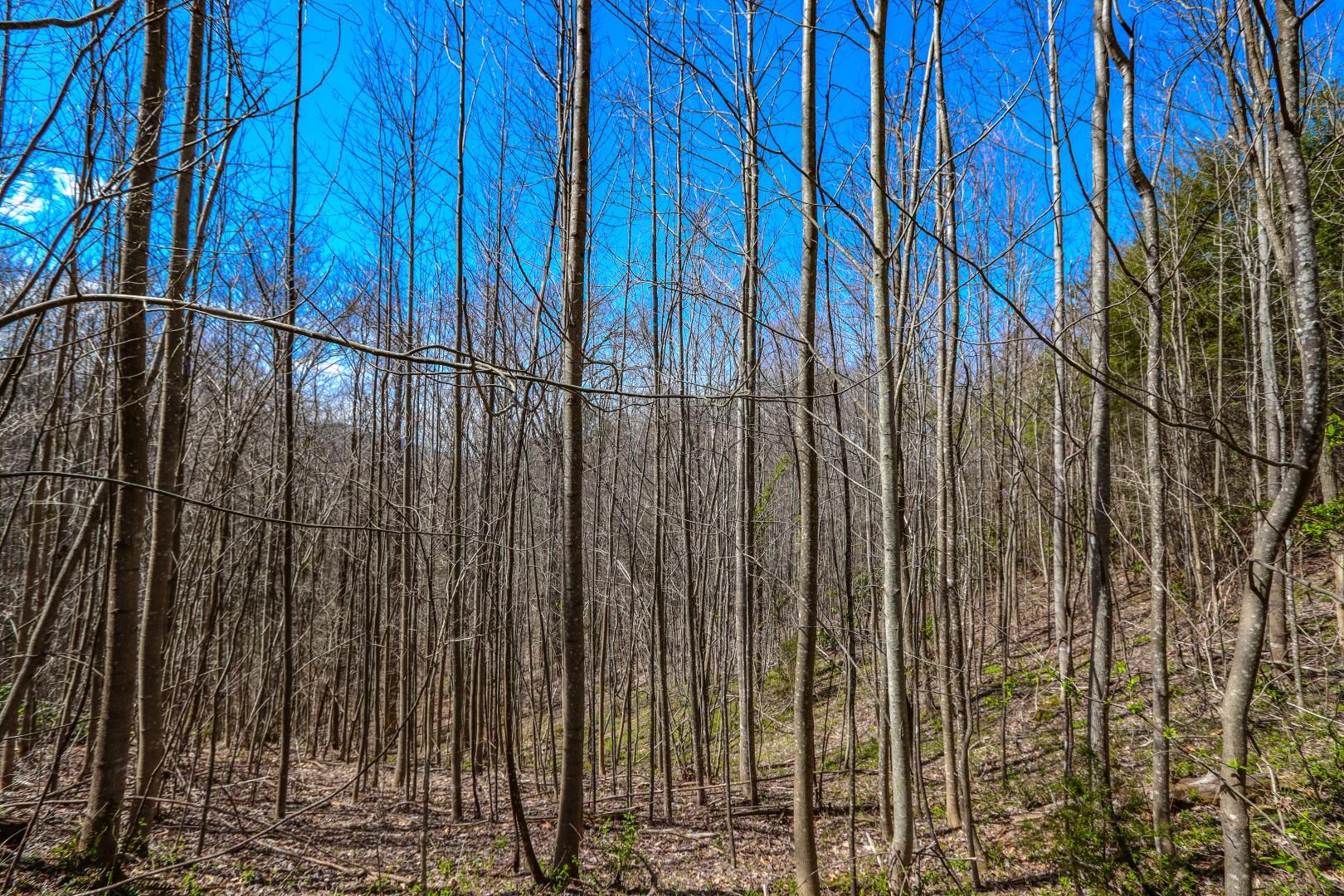 Lot 32 Sonshine Ridge Cosby, TN 37722 - Photo 22 of 24 IMG_0256