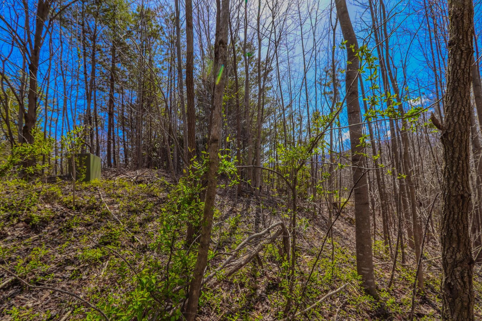 Lot 32 Sonshine Ridge Cosby, TN 37722 - Photo 23 of 24 IMG_0257