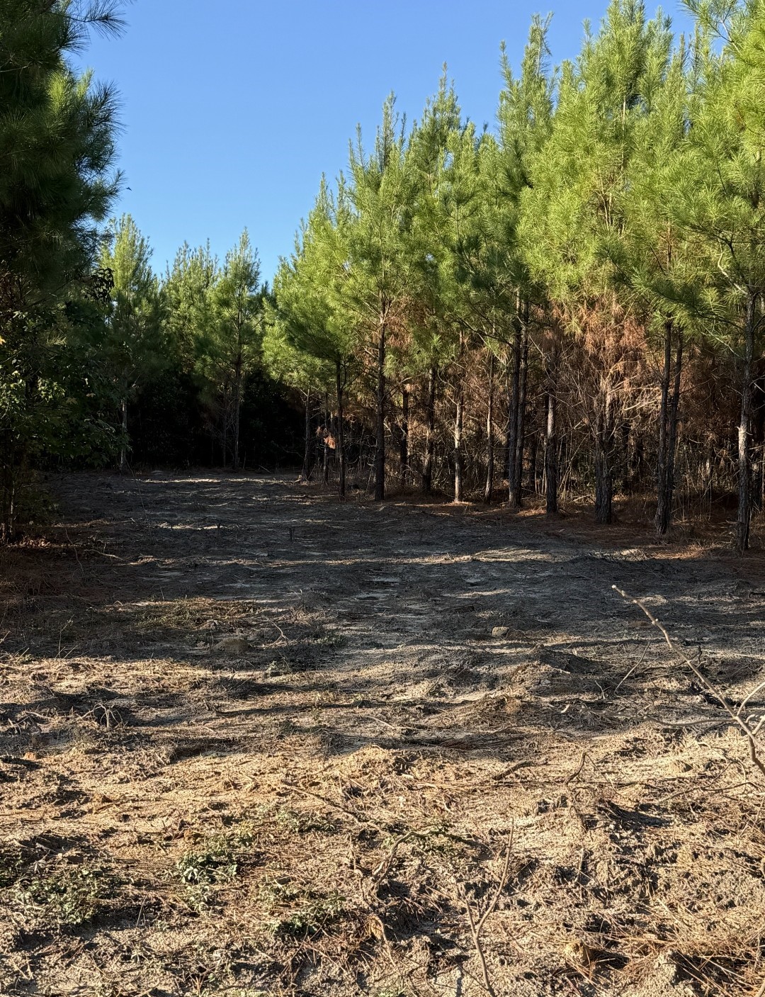 Tbd Blackjack Road Livingston, TX 77351 - Photo 11 of 11 a view of outdoor space with trees